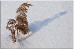 Schattenspiel auf dem Schnee