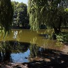 Schattenspiel auf dem Teich