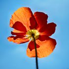 Schattenspiel der Mohnblüte