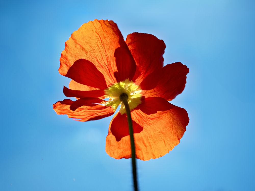 Schattenspiel der Mohnblüte