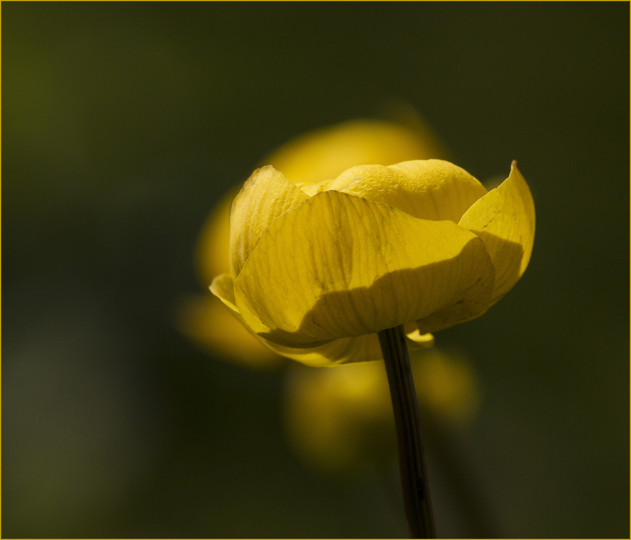 Schattenspiel der Trollblume