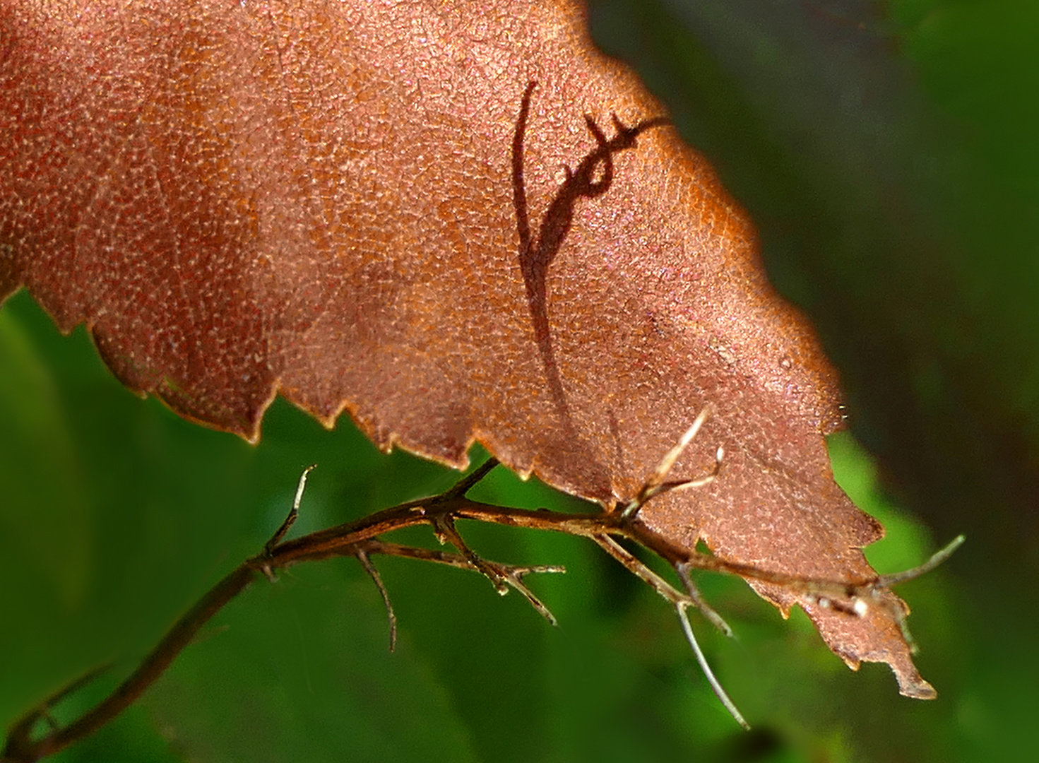 Schattenspiel des Herbstes...