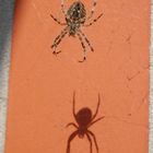 Schattenspiel einer Gartenkreuzspinne (Araneus diadematus)