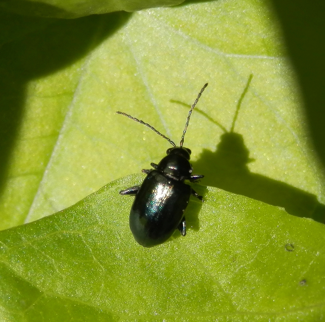 Schattenspiel eines schwarzen Käfers - Psylliodes sp. ???