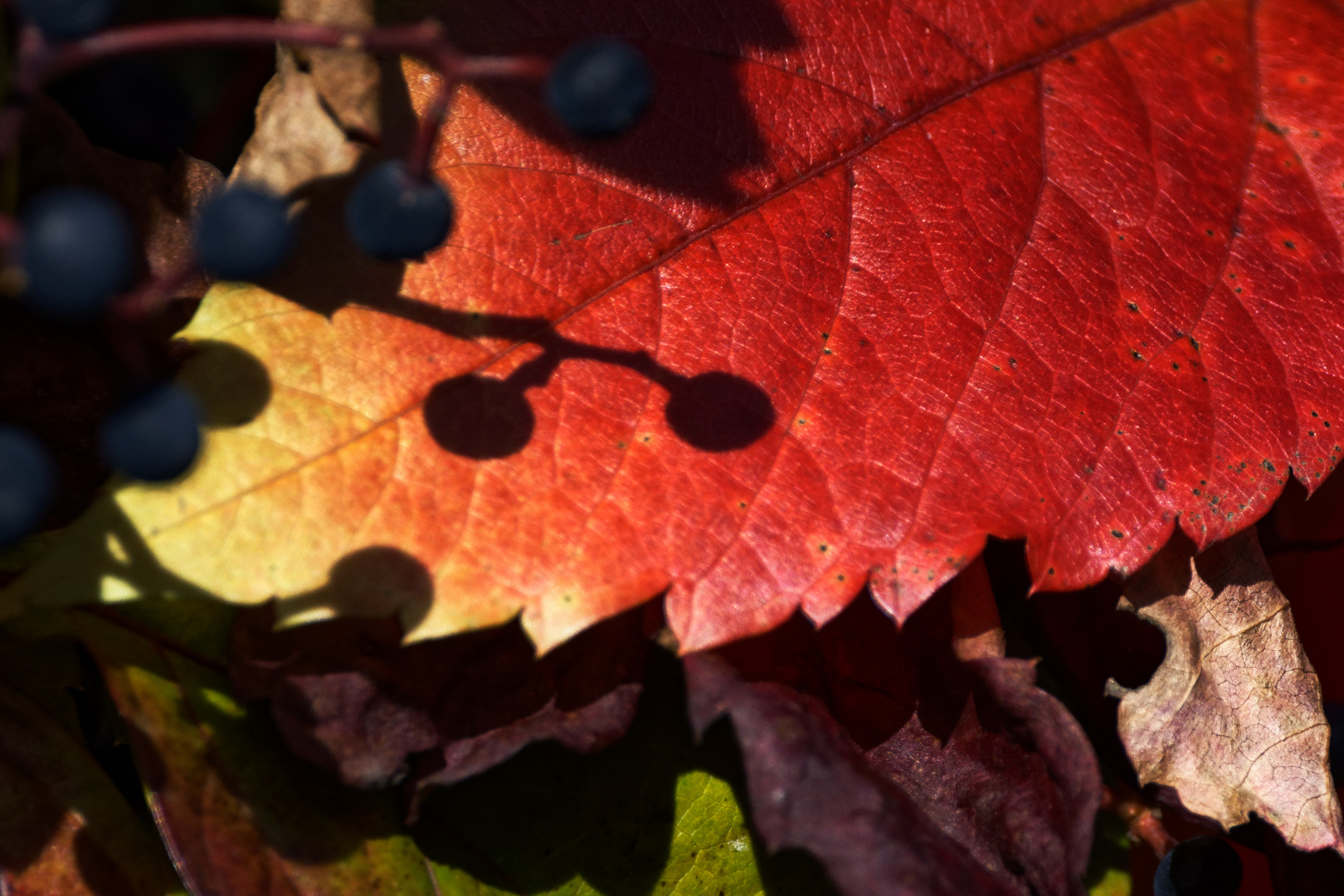 Schattenspiel eines Weinblattes im Herbst