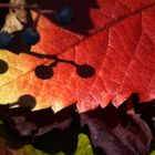 Schattenspiel eines Weinblattes im Herbst