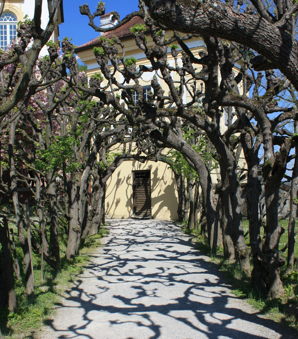 Schattenspiel im Dachauer Schloßgarten