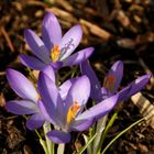 Schattenspiel im Frühling