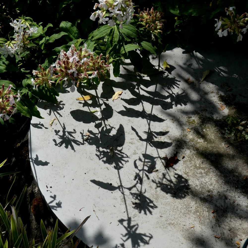 Schattenspiel im Garten