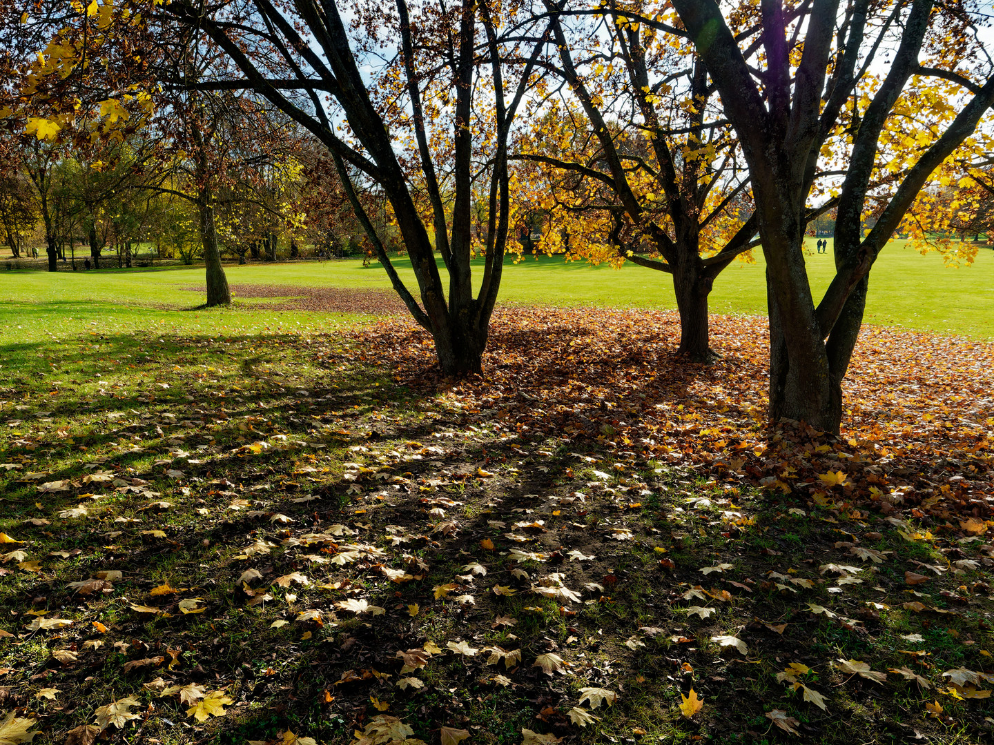 Schattenspiel im Herbst