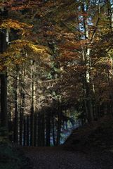 Schattenspiel im Herbstwald