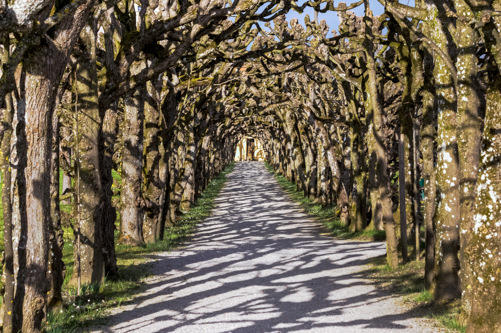 Schattenspiel im Laubengang