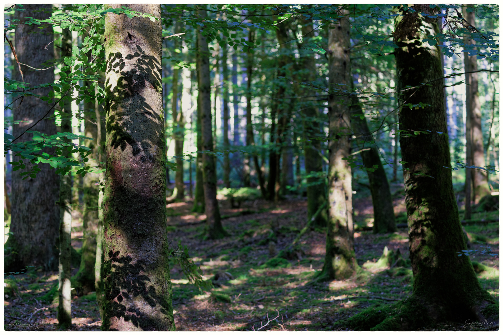 Schattenspiel im Schwarzwald