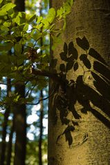 Schattenspiel im Wald