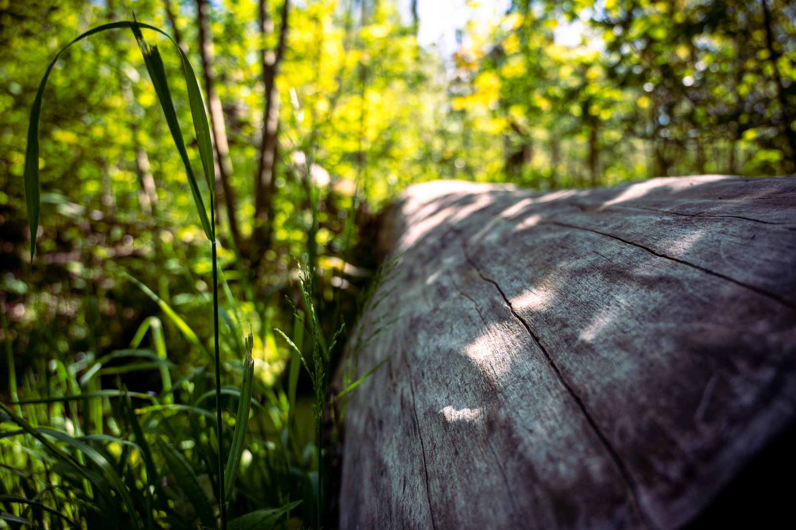 Schattenspiel im Wald