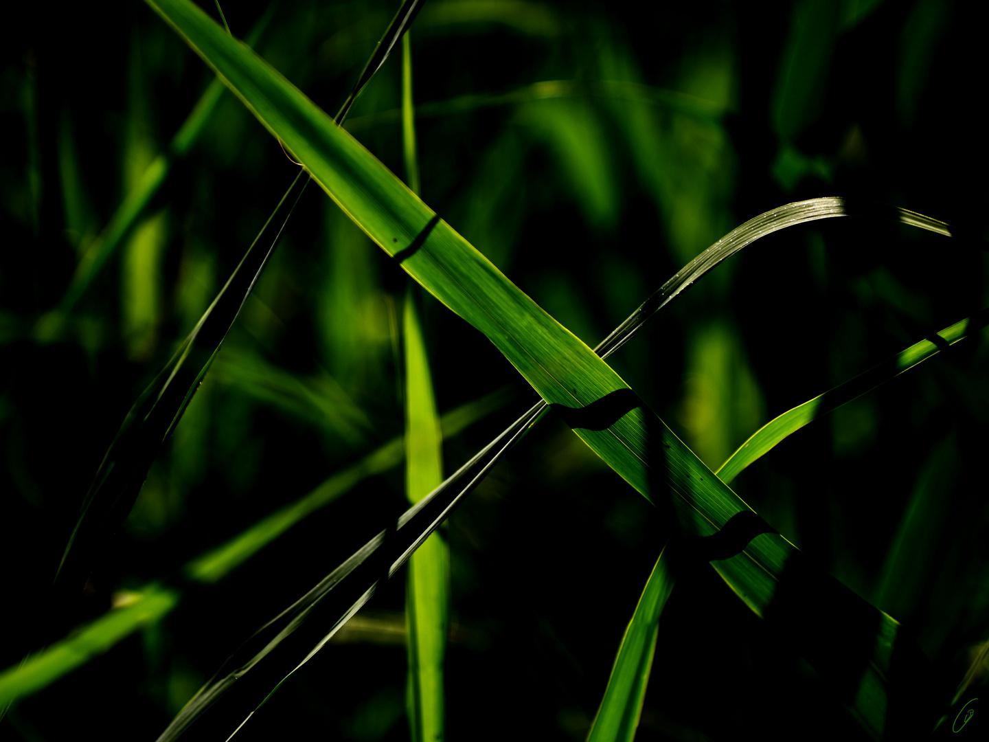 Schattenspiel in grün