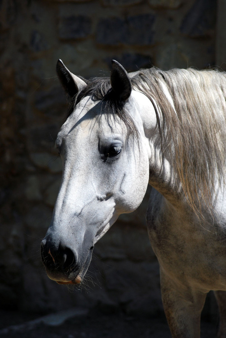 Schattenspiel, Lippizaner Stute in Piber Steiermark