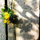 Schattenspiel mit gelber Blume' ( 15.07.13 )