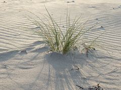 Schattenspiel mit Wind