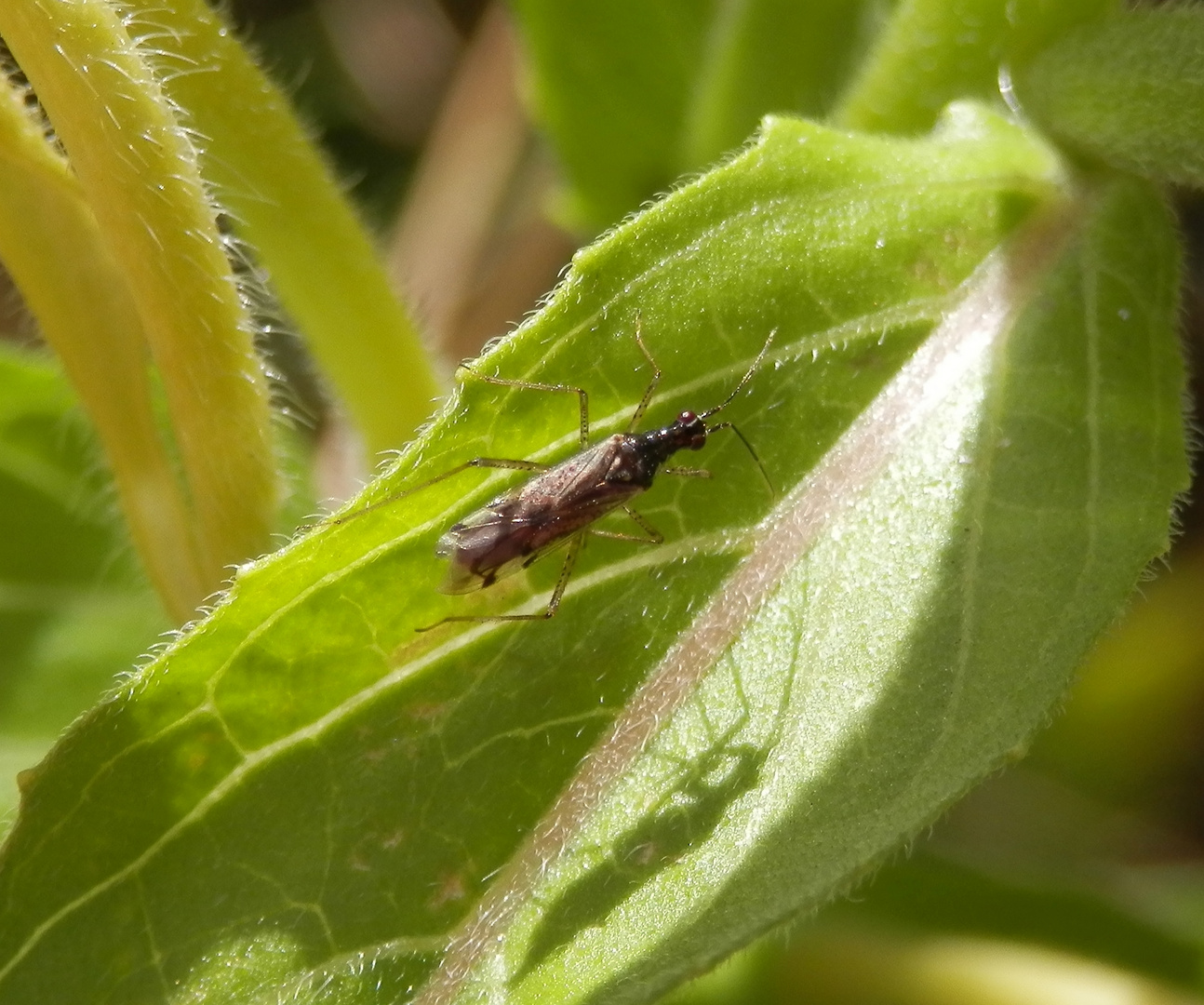 Schattenspiel - Unbeständiger Schmalhans (Dicyphus errans)