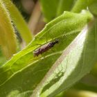 Schattenspiel - Unbeständiger Schmalhans (Dicyphus errans)