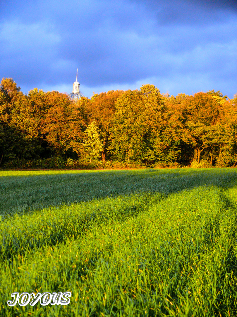 Schattenspiele auf der Wiese