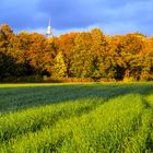 Schattenspiele auf der Wiese