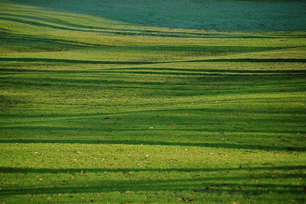 Schattenspiele auf Grün