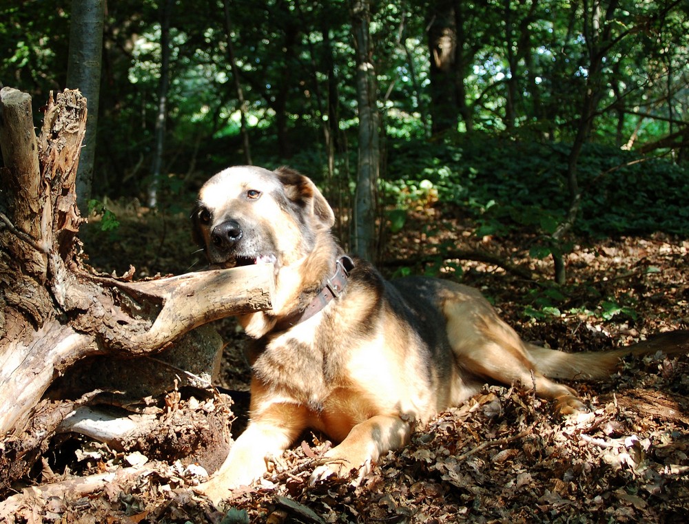 Schattenspiele auf Hund