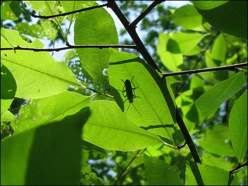 Schattenspiele II