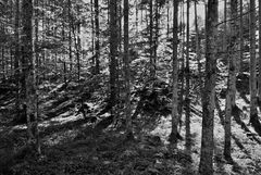 Schattenspiele im Wald