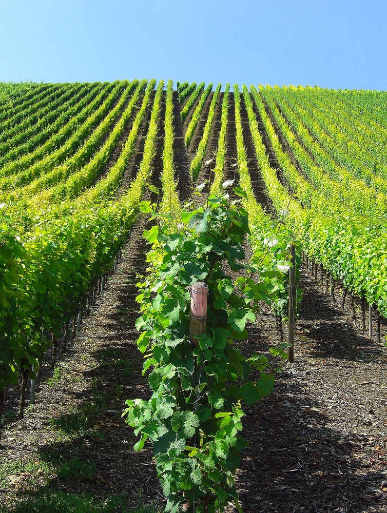 Schattenspiele im Weinberg