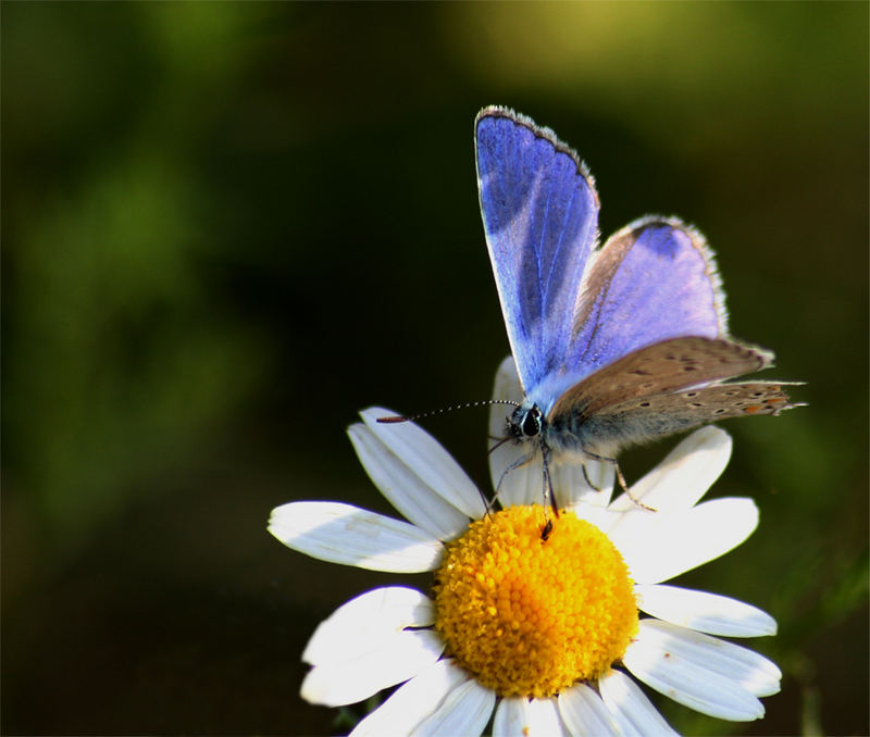 Schattenspiele in Blau