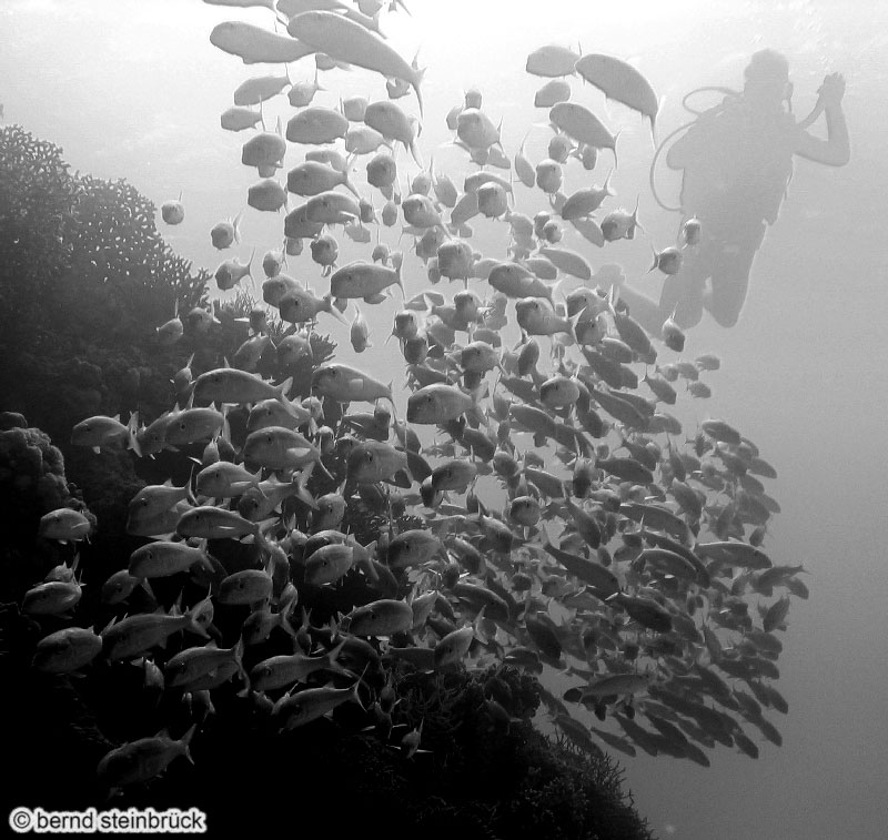 Schattenspiele unter Wasser