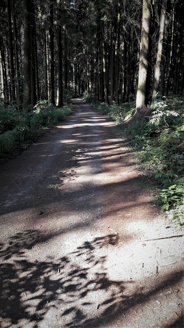 Schattensuchende  Radfahrt  durchs Holz zum Holzsägen