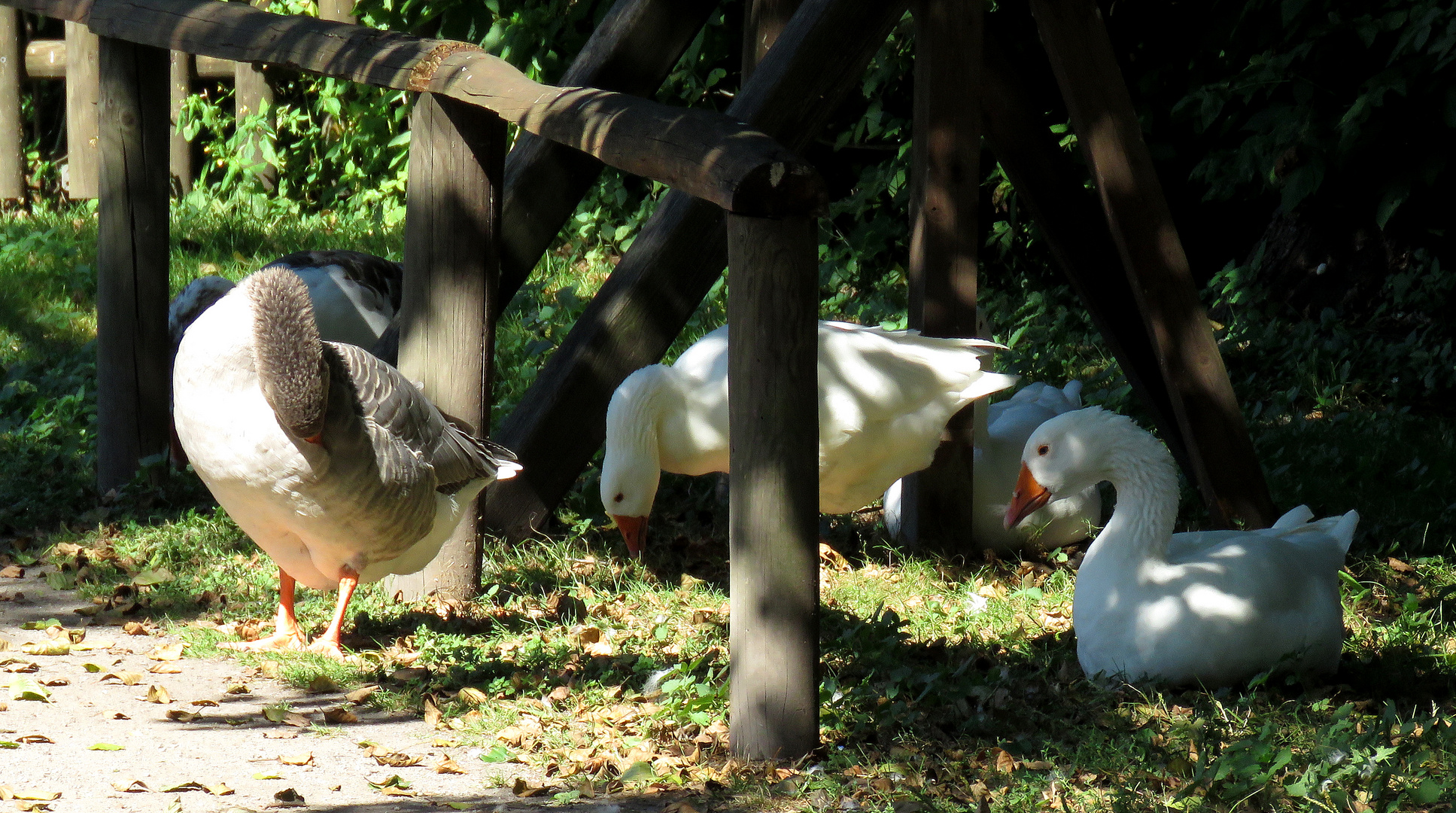 Schattensucher bei plus 27° C