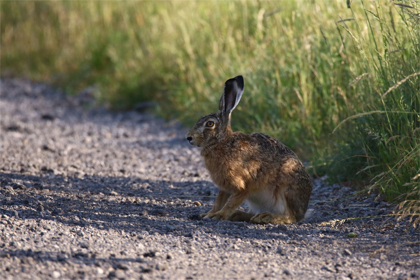 Schattensucher - Feldhase (Lepus europaeus)  am Morgen 