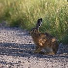 Schattensucher - Feldhase (Lepus europaeus)  am Morgen 