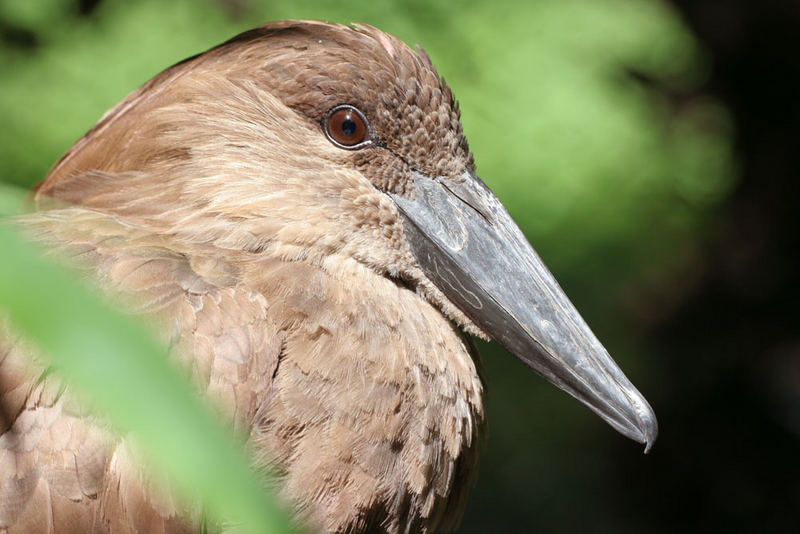 schattenvogel