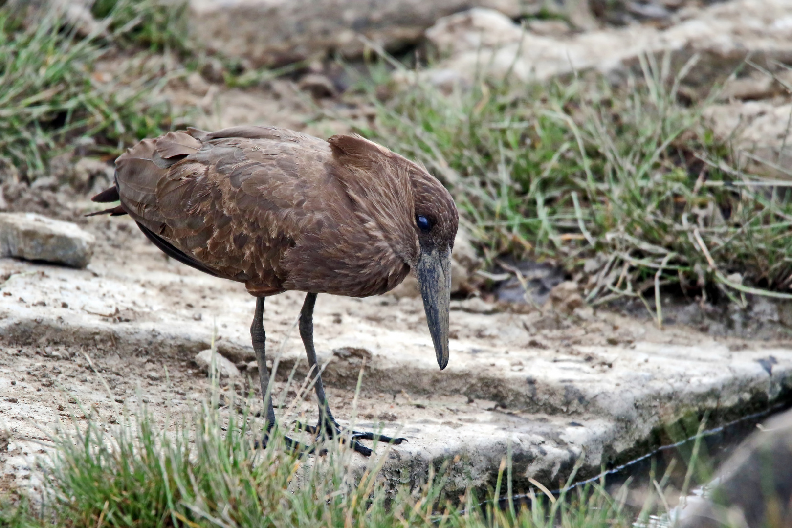 Schattenvogel + 1 Bild