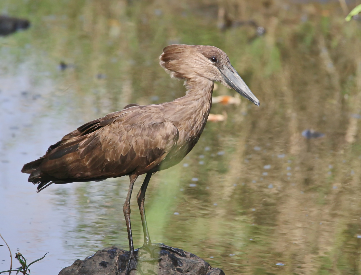 Schattenvogel