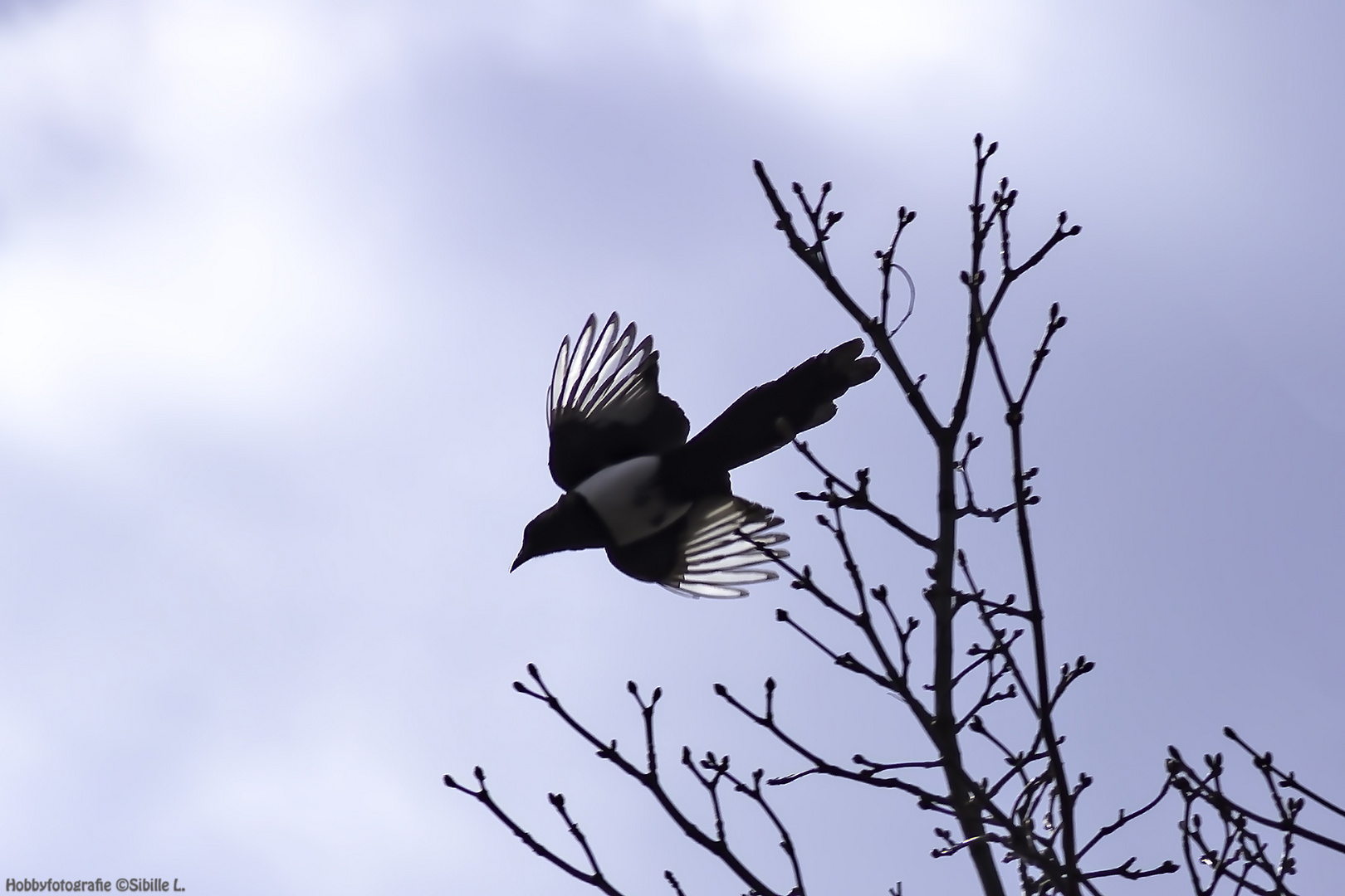 Schattenvogel