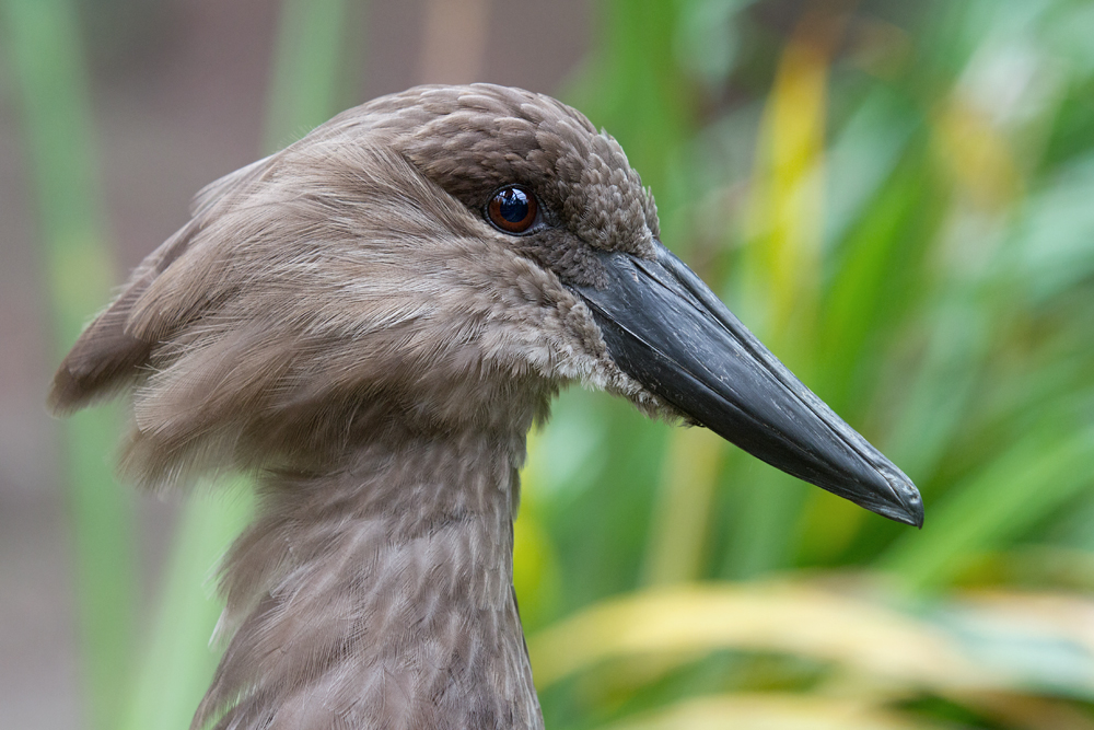 Schattenvogel