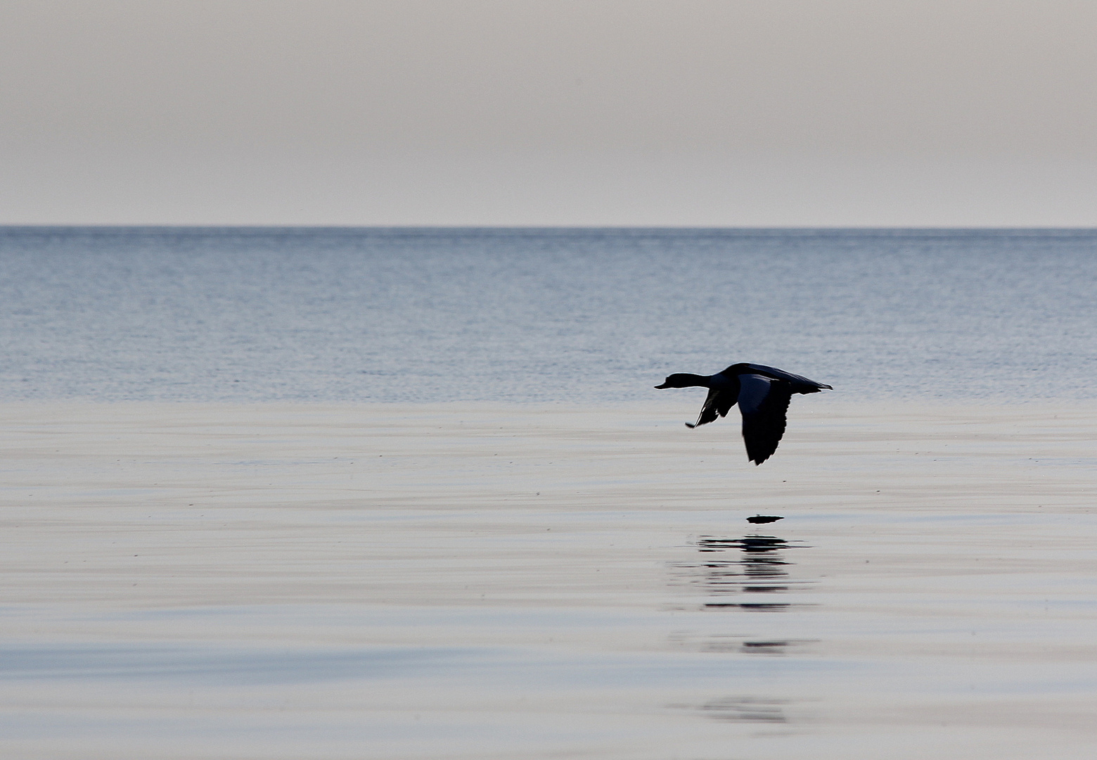 Schattenvogel