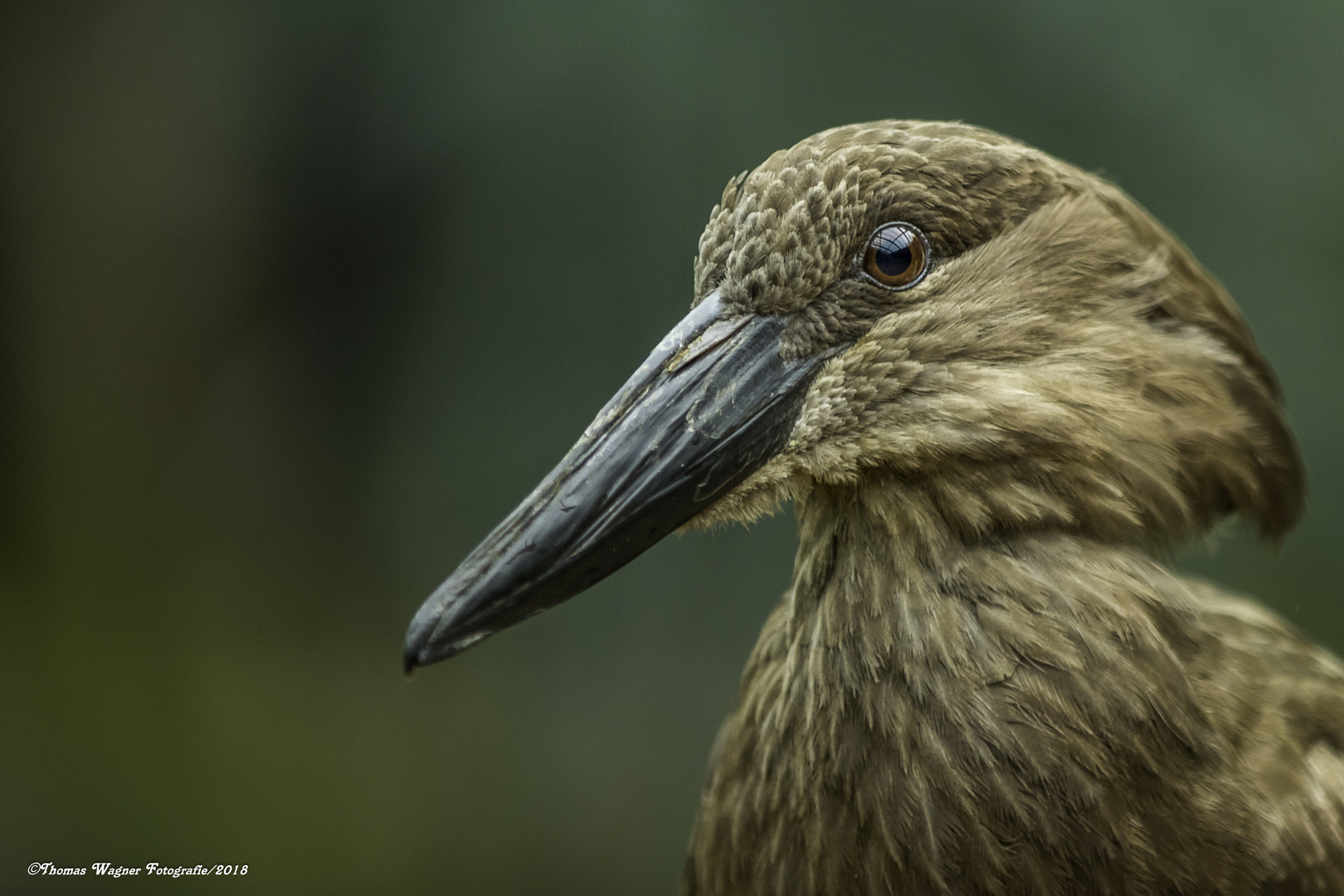 Schattenvogel/ Hammerkopf