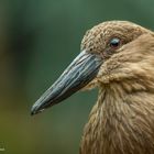 Schattenvogel/ Hammerkopf