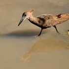 Schattenvogel mit Schatten