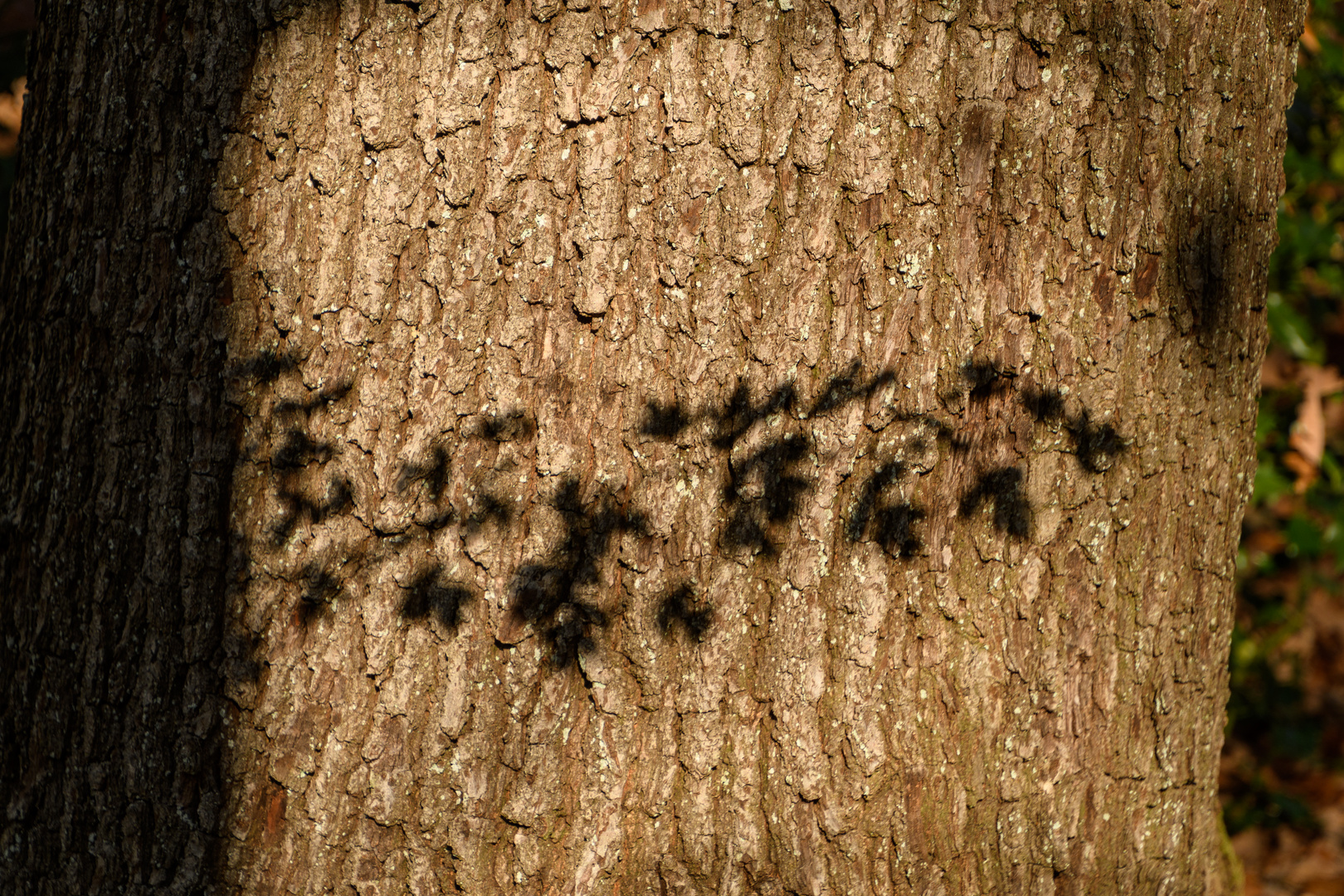 Schattenwürfe im Wald