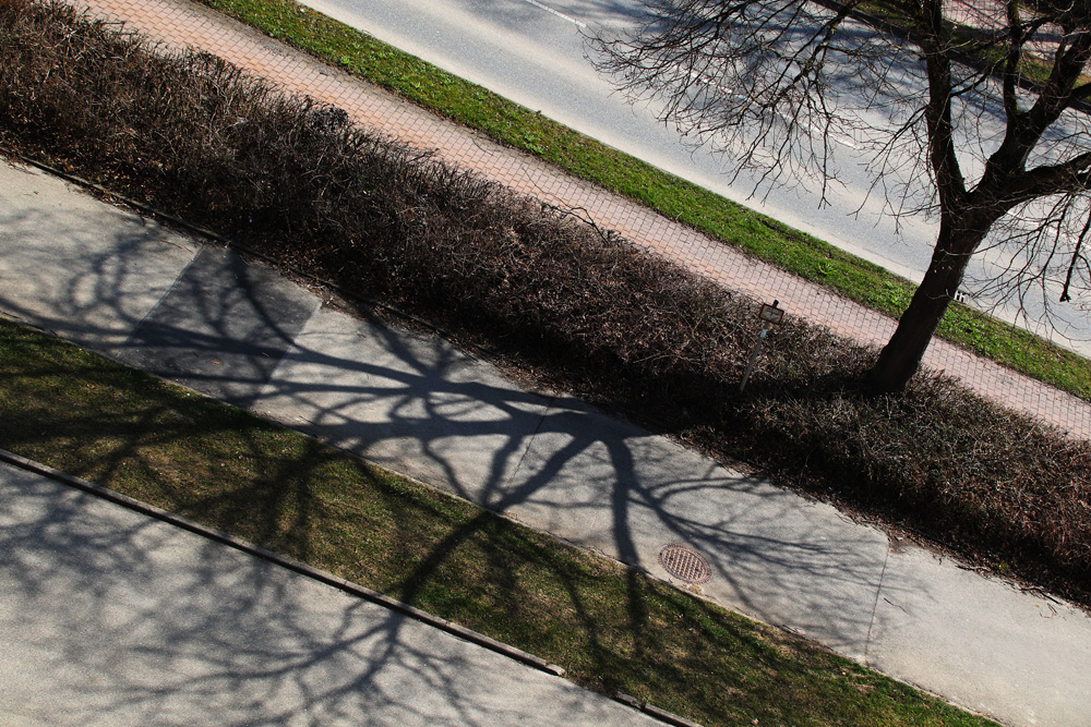 Schattenwurf eines Baumes