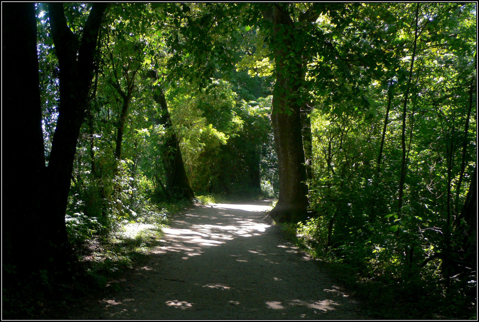 Schattiger Waldweg